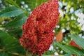 Red drupeÃâÃÂ or stone fruit. Sumac is flowering plants